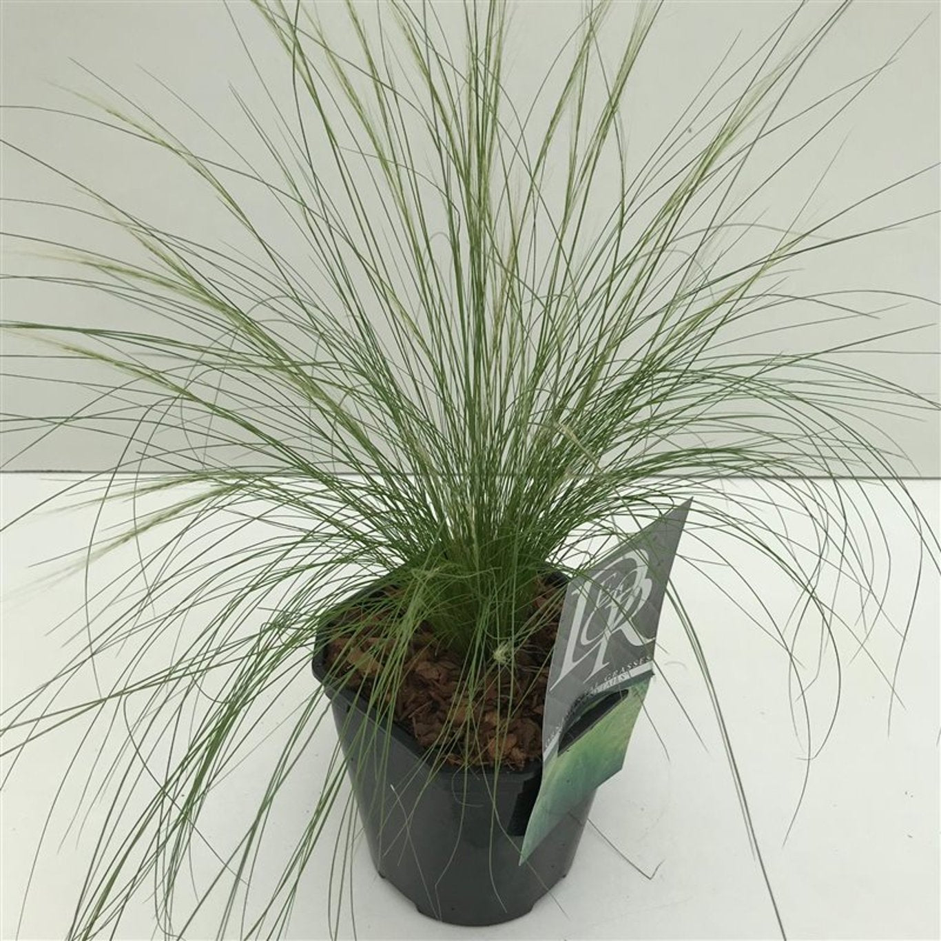 Stipa tenuissima 'Ponytails' - C2